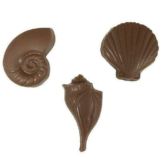 Seashell- Medium Flat Assorted